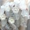 Czech Glass Beads Flower Wild Rose 14mm (10) Crystal Matte w/ AB Half Coat
